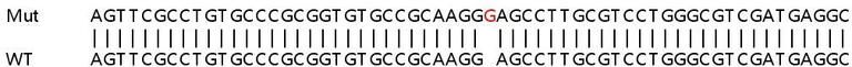 Sanger Sequencing - Human RNASEH2A (Ribonuclease H2, subunit A) knockout HEK-293T cell line (AB266702)
