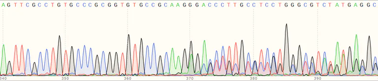 Sanger Sequencing - Human RNASEH2A (Ribonuclease H2, subunit A) knockout HEK-293T cell line (AB266702)