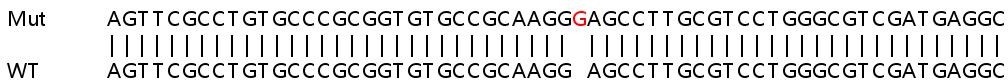 Human RNASEH2A (Ribonuclease H2, subunit A) knockout HEK-293T cell lysate