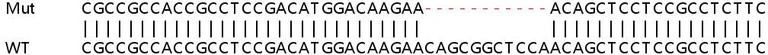 Sanger Sequencing - Human RNF10 knockout HEK-293T cell line (AB266802)