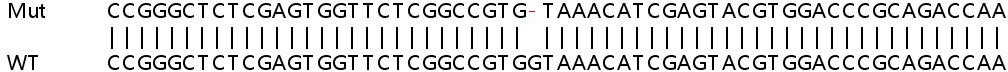 Sanger Sequencing - Human RNF149 knockout HeLa cell lysate (AB263330)