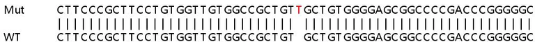 Sanger Sequencing - Human RNF167 knockout HEK-293T cell line (AB266335)