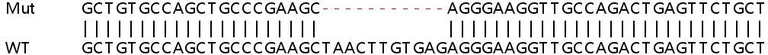 Sanger Sequencing - Human RNF19B knockout A549 cell line (AB266912)