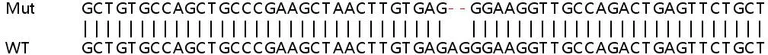 Sanger Sequencing - Human RNF19B knockout A549 cell lysate (AB258641)