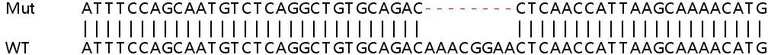 Sanger Sequencing - Human RNF2 (RING2 / RING1B) knockout HeLa cell line (AB264845)