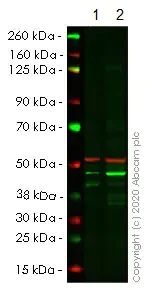Western blot - Human RNF2 (RING2 / RING1B) knockout HeLa cell line (AB264845)