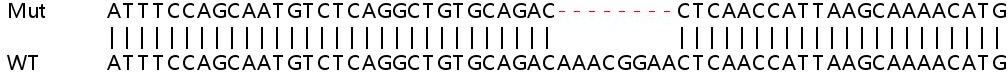 Sanger Sequencing - Human RNF2 (RING2 / RING1B) knockout HeLa cell lysate (AB257640), expandable thumbnail