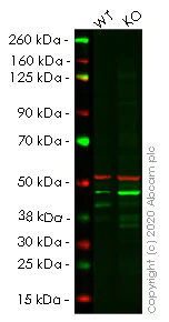 Western blot - Human RNF2 (RING2 / RING1B) knockout HeLa cell lysate (AB257640)