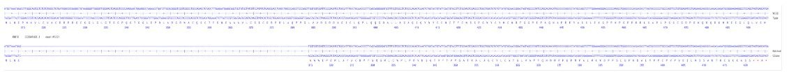 Sanger Sequencing - Human RNF31 Knockout A549 cell line (AB324216), expandable thumbnail