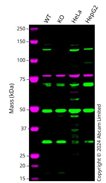 Western blot - Human RNF31 Knockout A549 cell line (AB324216)
