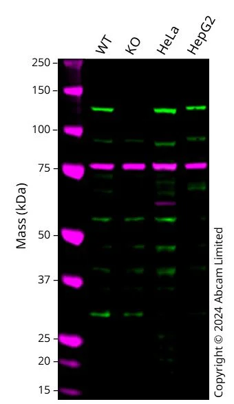 Western blot - Human RNF31 Knockout A549 cell line (AB324216)