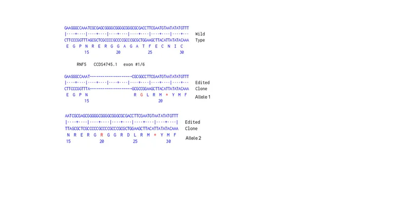 Next Generation Sequencing - Human RNF5 knockout A549 cell line (AB326022)