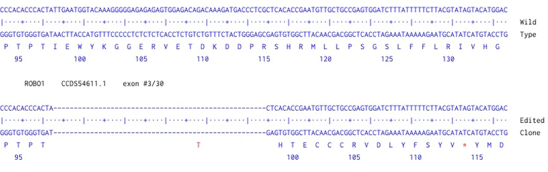 Next Generation Sequencing - Human ROBO1 knockout U-87 MG cell line (AB306771)