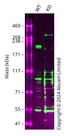 Western blot - Human ROBO1 knockout U-87 MG cell line (AB306771)