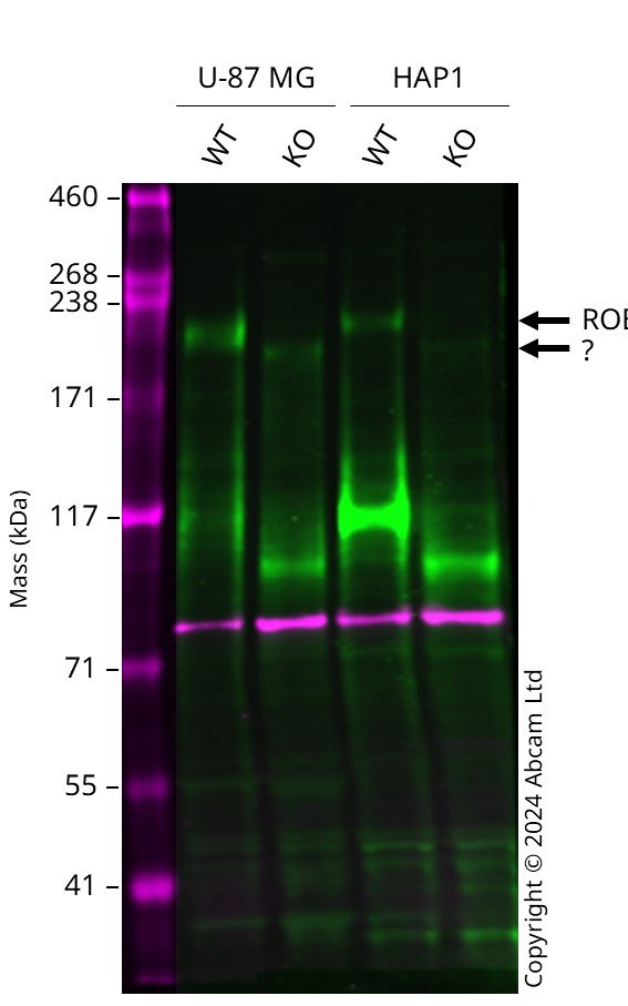 Western blot - Human ROBO1 knockout U-87 MG cell line (AB306771)