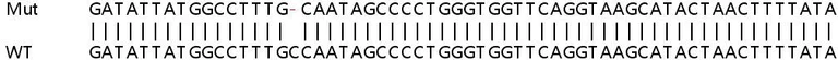 Sanger Sequencing - Human ROCK2 knockout HeLa cell line (AB265679)