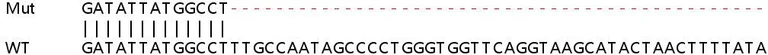 Sanger Sequencing - Human ROCK2 knockout HeLa cell line (AB265679)