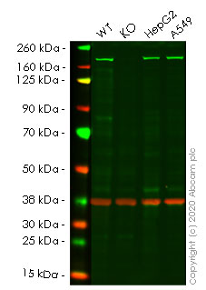 Western blot - Human ROCK2 knockout HeLa cell line (AB265679)