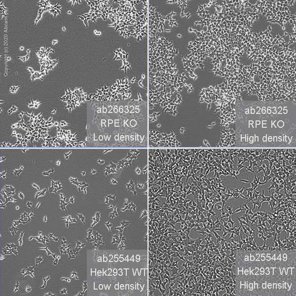 Human RPE Knockout HEK 293T Cell Line ab266325 Abcam