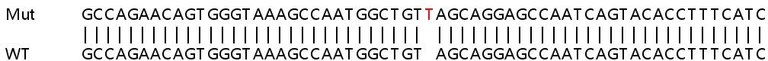 Sanger Sequencing - Human RPE knockout HEK-293T cell line (AB266325)