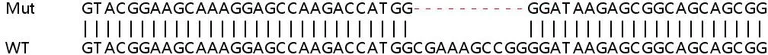 Sanger Sequencing - Human RPF1 knockout HEK-293T cell line (AB266631)