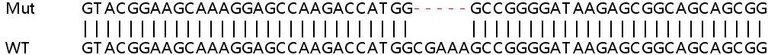 Sanger Sequencing - Human RPF1 knockout HEK-293T cell line (AB266631)