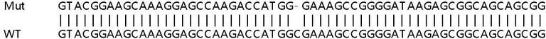 Sanger Sequencing - Human RPF1 knockout HEK-293T cell line (AB266631)