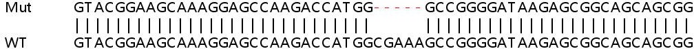 Sanger Sequencing - Human RPF1 knockout HEK-293T cell lysate (AB258175)