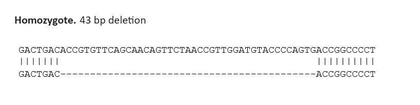 Sanger Sequencing - Human RPH3A knockout SK-N-FI cell line (AB288709), expandable thumbnail