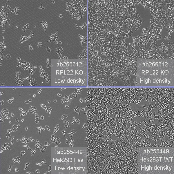 Cell Culture - Human RPL22 knockout HEK-293T cell line (AB266612)