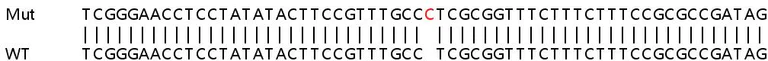 Sanger Sequencing - Human RPL36A knockout HeLa cell line (AB265182)