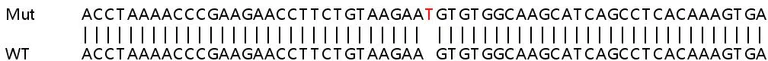 Sanger Sequencing - Human RPL36AL knockout HEK-293T cell line (AB266664)