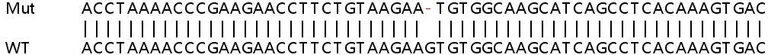 Sanger Sequencing - Human RPL36AL knockout HEK-293T cell lysate (AB258643)