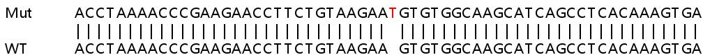 Sanger Sequencing - Human RPL36AL knockout HEK-293T cell lysate (AB258643)