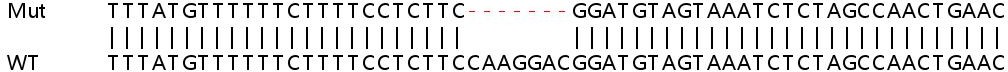 Human RPS27L knockout HeLa cell lysate