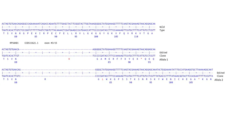Next Generation Sequencing - Human RPS6KB1 knockout U-87 MG cell line (AB326023)