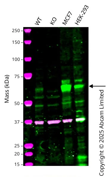 Western blot - Human RPS6KB1 knockout U-87 MG cell line (AB326023)
