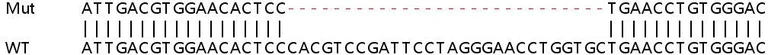 Sanger Sequencing - Human RRAGA (Rag A) knockout HEK-293T cell line (AB267321)