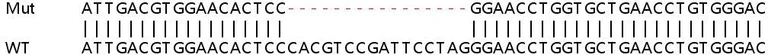 Sanger Sequencing - Human RRAGA (Rag A) knockout HEK-293T cell line (AB267321)