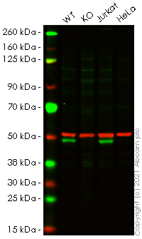 Western blot - Human RRAGD (Rag D) knockout HEK-293T cell line (AB266287)