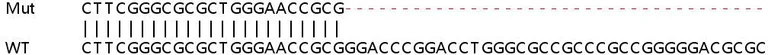 Sanger Sequencing - Human RRAGD (Rag D) knockout HEK-293T cell lysate (AB259091)