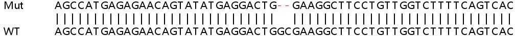 Sanger Sequencing - Human RRAS2 (TC21) knockout HEK-293T cell lysate (AB259092)