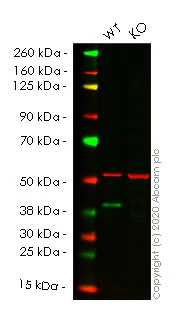 Western blot - Human RRM2B (p53R2) knockout HCT116 cell line (AB266897)