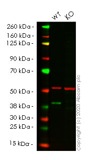 Human RRM2B (p53R2) knockout HCT116 cell lysate