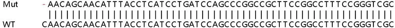 Sanger Sequencing - Human RRM2B (p53R2) knockout HeLa cell line (AB261769)
