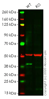Western blot - Human RRM2B (p53R2) knockout HeLa cell lysate (AB257215)