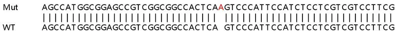 Sanger Sequencing - Human RTN3 (RTN3/HAP) knockout HEK-293T cell line (AB266517)