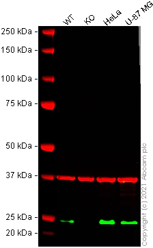 Western blot - Human RTN3 (RTN3/HAP) knockout HEK-293T cell lysate (AB258647)