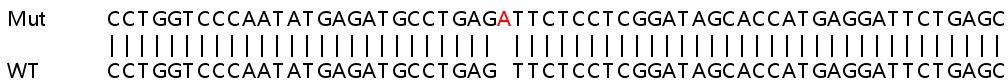 Sanger Sequencing - Human RTP4 knockout A549 cell line (AB267114), expandable thumbnail