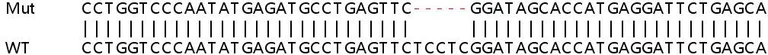 Sanger Sequencing - Human RTP4 knockout A549 cell line (AB267115)